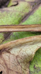 Trachystemon orientalis