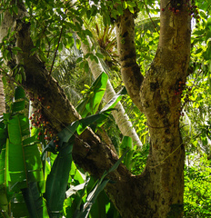 Ficus racemosa