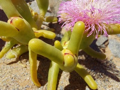 Mesembryanthemum hypertrophicum