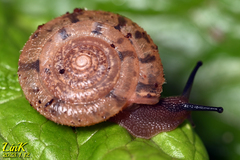 Plectotropis quelpartensis