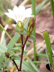 Gentiana flavomaculata