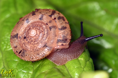 Plectotropis quelpartensis