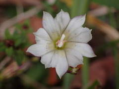 Gentiana flavomaculata