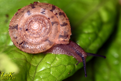 Plectotropis quelpartensis