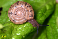 Plectotropis quelpartensis