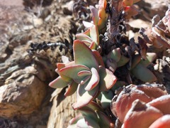 Crassula sladenii
