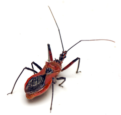 Gminatus