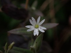 Stellaria vestita