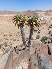 Aloidendron pillansii