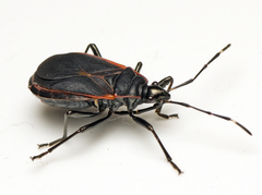 Dindymus circumcinctus