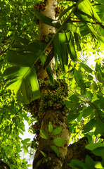 Ficus racemosa