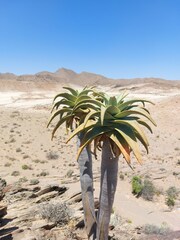 Aloidendron pillansii