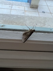 Lepidoptera