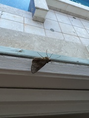 Lepidoptera