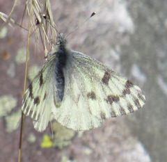 Pontia sisymbrii