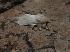 Trichiocercus sparshalli