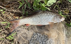 Hampala macrolepidota