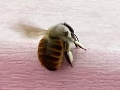 Xylocopa tabaniformis azteca