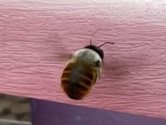 Xylocopa tabaniformis azteca