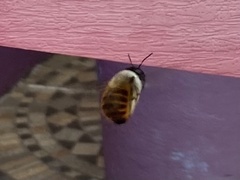 Xylocopa tabaniformis azteca