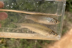 Rasbora myersi