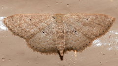 Scopula hypochra