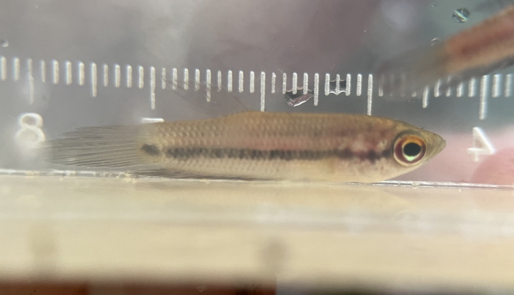 Betta de Waser (Betta waseri)