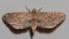 Parapoynx crisonalis
