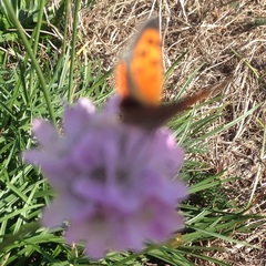 Lycaena phlaeas