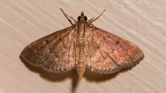 Herpetogramma licarsisalis