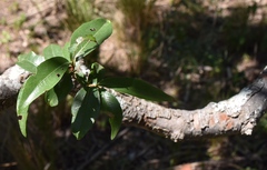 Ruprechtia laxiflora