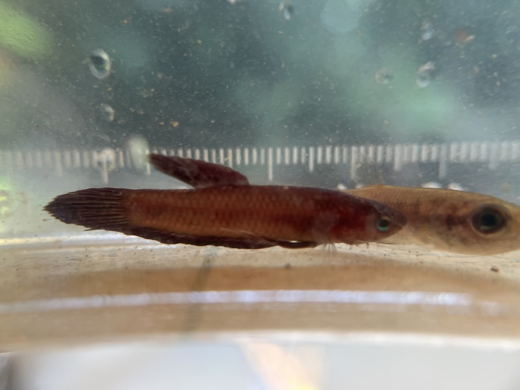 Chukai Betta