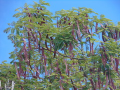 Anadenanthera colubrina