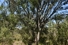 Ruprechtia laxiflora