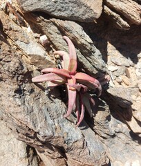 Crassula fusca