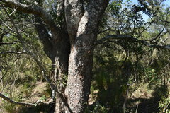 Ruprechtia laxiflora