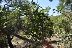 Ruprechtia laxiflora