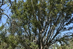 Ruprechtia laxiflora