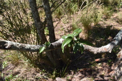 Ruprechtia laxiflora