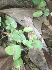 Veronica hederifolia