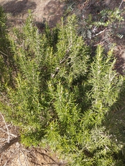 Salvia rosmarinus