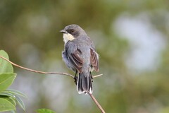 Microspingus cinereus