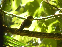 Trichothraupis melanops