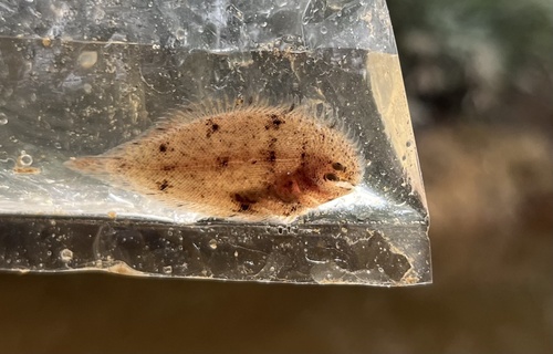 Achiroides melanorhynchus