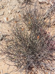 Dyerophytum africanum