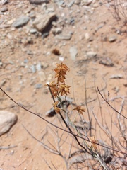 Dyerophytum africanum