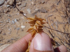 Dyerophytum africanum