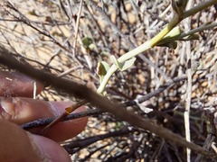 Dyerophytum africanum