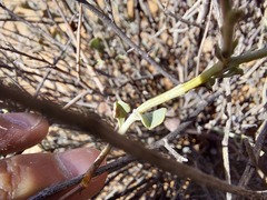 Dyerophytum africanum