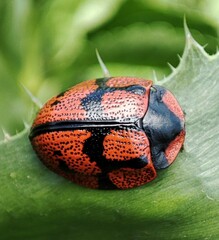 Botanochara planipennis